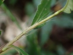 Persicaria jucunda