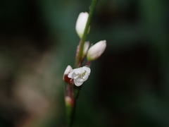 Persicaria jucunda