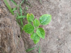 Acalypha indica