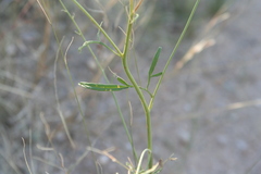 Hymenothrix wislizeni