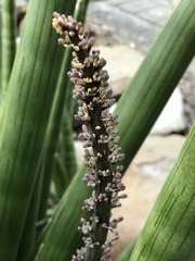 Sansevieria cylindrica