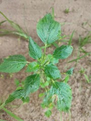 Acalypha indica