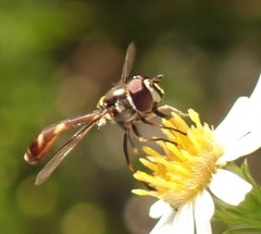 Dioprosopa clavata
