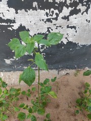 Acalypha indica