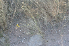 Hymenothrix wislizeni