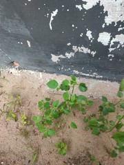 Acalypha indica