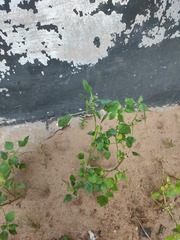 Acalypha indica