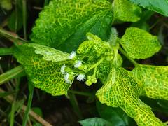 Ageratum conyzoides