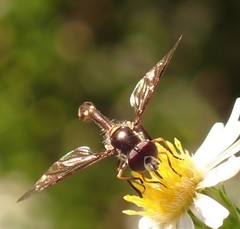Dioprosopa clavata