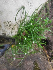 Cyperus mindorensis