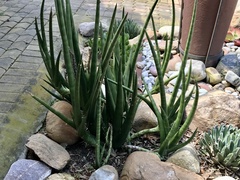Sansevieria cylindrica