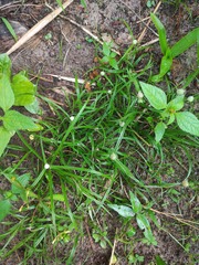 Cyperus mindorensis