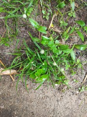 Cyperus mindorensis