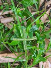 Dactyloctenium aegyptium