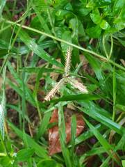 Dactyloctenium aegyptium