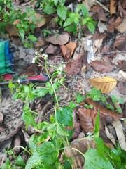 Ageratum conyzoides