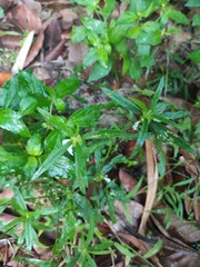Leucas