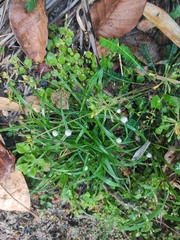 Cyperus mindorensis