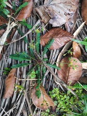Biophytum sensitivum