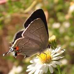 Strymon melinus