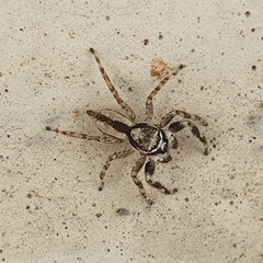 Menemerus bivittatus