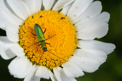 Chrysanthia viridissima