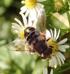 Eristalis dimidiata