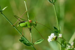 Leptophyes laticauda