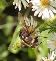 Eristalis dimidiata