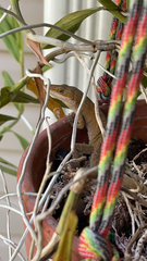 Anolis carolinensis