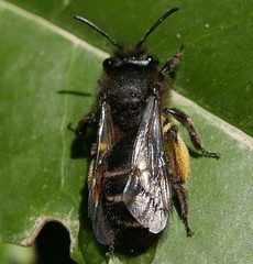 Andrena vulcana