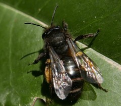 Andrena vulcana