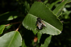 Andrena vulcana