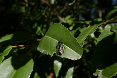 Andrena vulcana