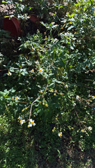 Bidens