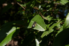 Andrena vulcana