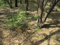 Ageratina havanensis