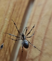 Pityohyphantes phrygianus