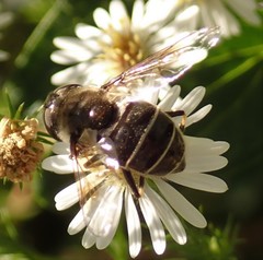 Eristalis dimidiata