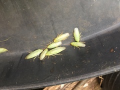 Panchlora thalassina