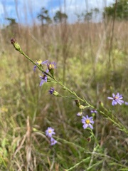 Symphyotrichum laeve concinnum