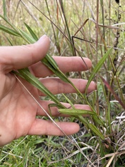 Symphyotrichum laeve concinnum