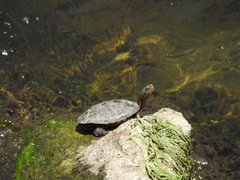 Actinemys marmorata pallida