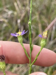 Symphyotrichum laeve concinnum
