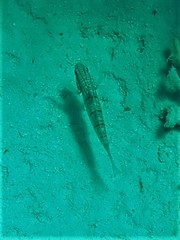 Amblygobius phalaena