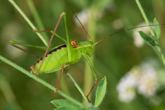 Leptophyes laticauda