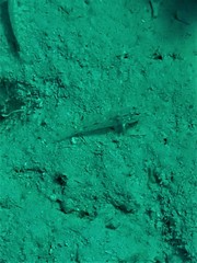Fusigobius neophytus