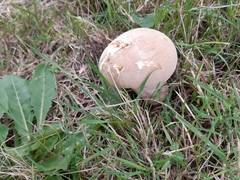 Lycoperdaceae