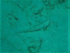 Gnatholepis