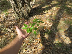 Ageratina havanensis